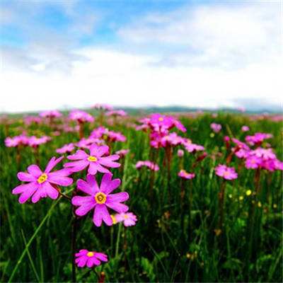 云开平台APP官方全站APP入口