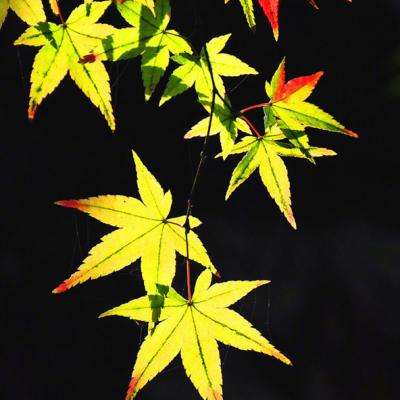 im电竞官方网站app下载